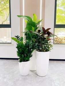 宁波绿植租摆公司